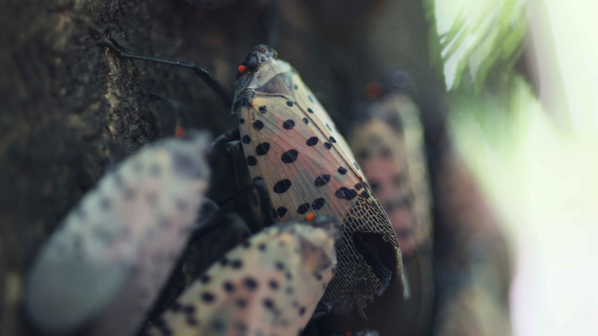 Researchers Using Dogs to Combat Spotted Lanternflies – NBC Connecticut - Vimarsana News
