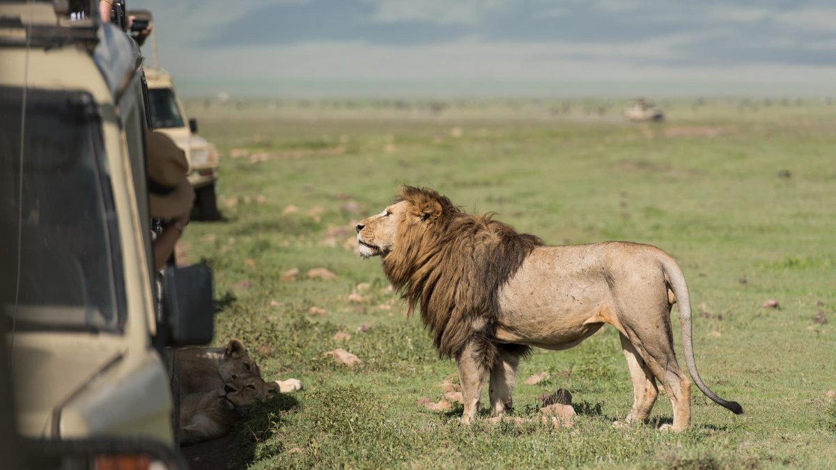 No, You Can't Ride a Lion on Safari — Why More Companies Are Telling Travelers 'No' These Days – NBC Connecticut - Vimarsana News