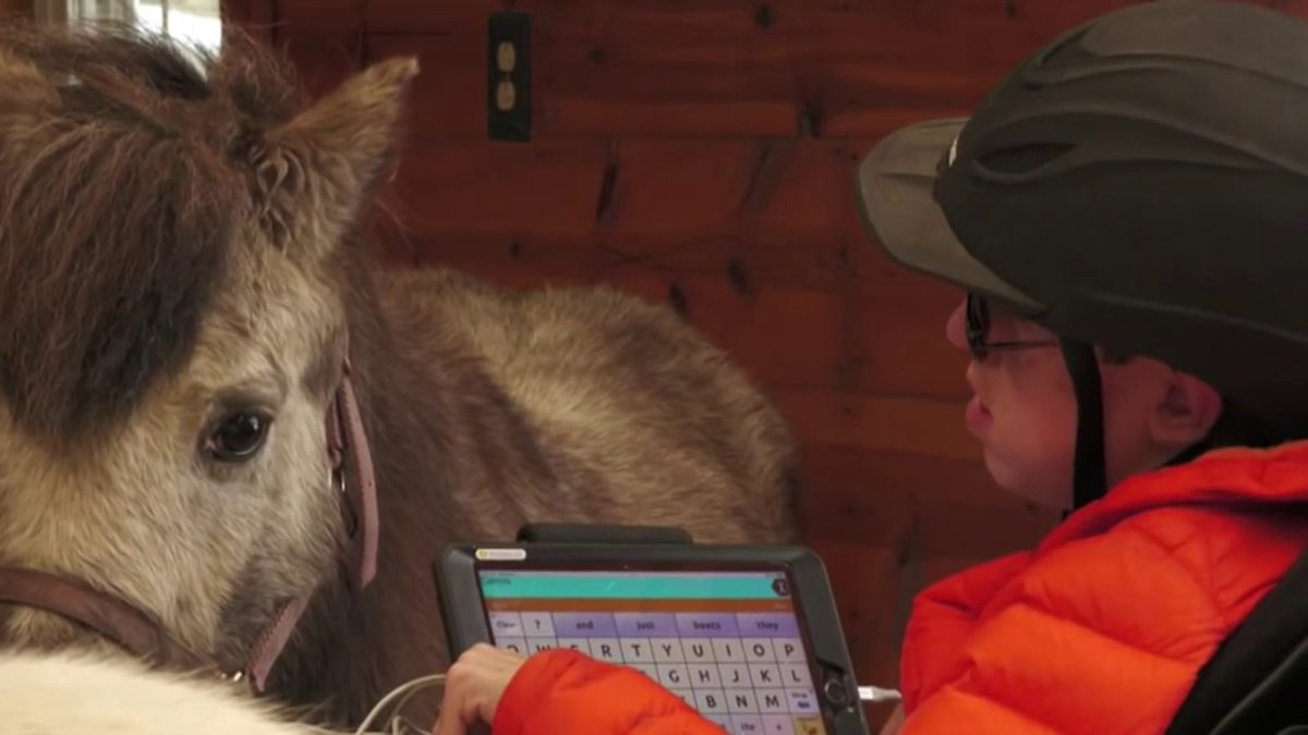 CT Nonprofit Gets Enough Funding to Launch New Equine Therapy Center