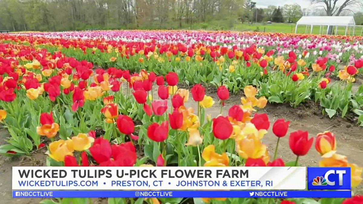 CT LIVE! Wicked Tulips Flower Farm NBC Connecticut