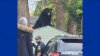 Bear Sits on Shed in Bloomfield