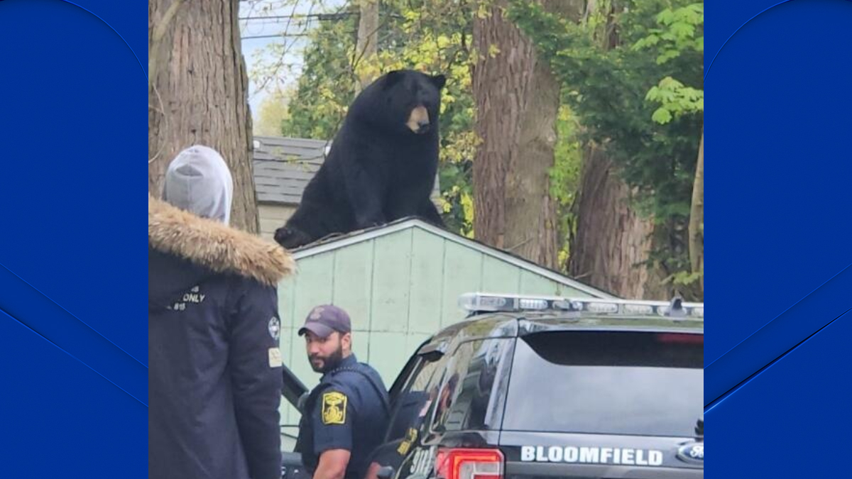 Bear Sits on Shed in Bloomfield NBC Connecticut