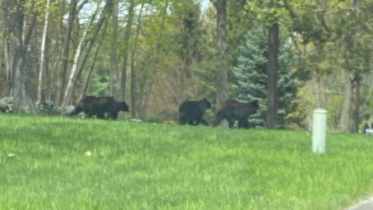 Townbytown bear sightings in Connecticut NBC Connecticut