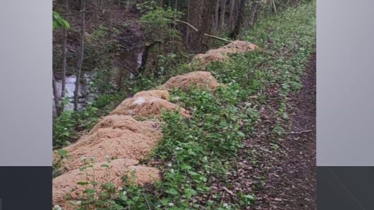 NJ Pasta Dump: Old Bridge Mystery Solved – NBC Connecticut - Vimarsana News