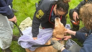 Dog rescue in Bloomfield 1