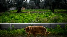 A picture taken on February 12, 2023 shows Bobi, a 30 year-old Portuguese dog that has been declared the world's oldest dog by Guinness World Records, walking in the surroundings of his home in the village of Conqueiros near Leiria. (Photo by PATRICIA DE MELO MOREIRA / AFP) (Photo by PATRICIA DE MELO MOREIRA/AFP via Getty Images)