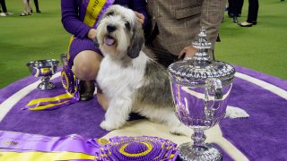 Handler Janice Hayes holds Buddy Holly the Petit Basset Griffon Vendeen after winning the Best in Show award during the Annual Westminster Kennel Club Dog Show Best in Show at Arthur Ashe Stadium in Queens, New York