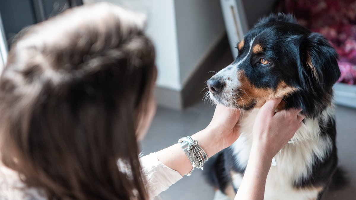 How to make your pet an emotional support animal NBC Connecticut
