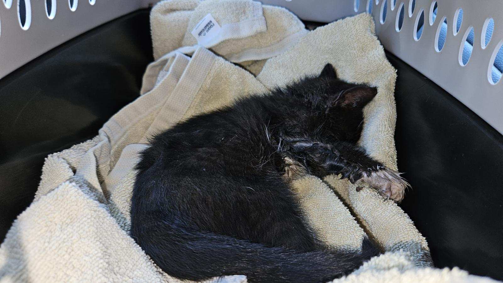 Kitten Gets Trapped in Truck’s Frame, Freed by San Diego Humane Society ...