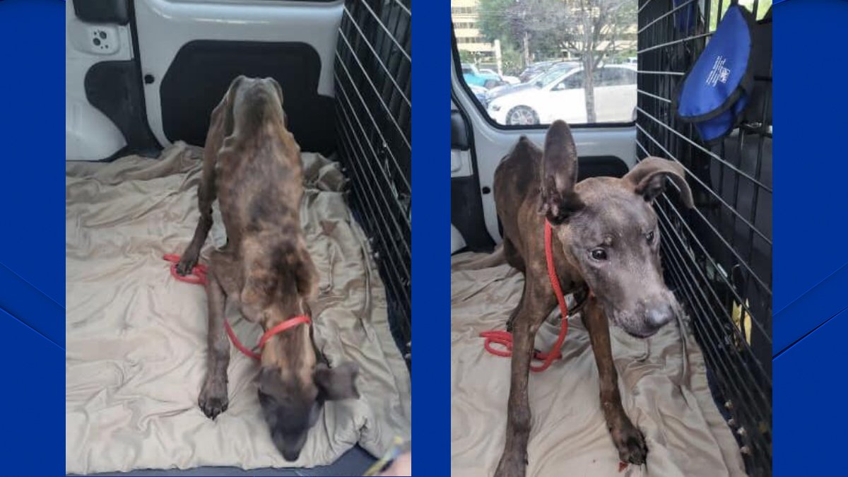 Emaciated Dog Found Abandoned at State Park in Derby – NBC Connecticut