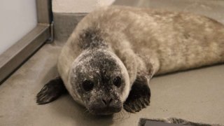 Sono the seal, the first harbor seal born in Norwalk in more than 30 years.