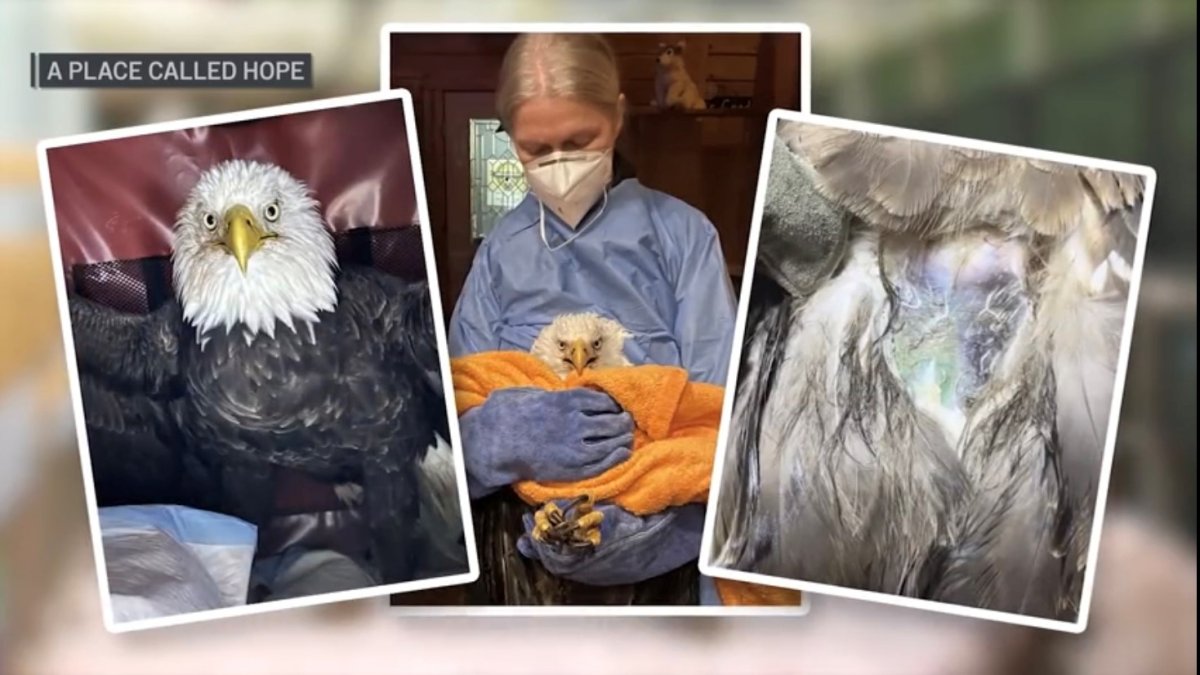 Growing Concerns Over Recent Bald Eagle Deaths – NBC Connecticut