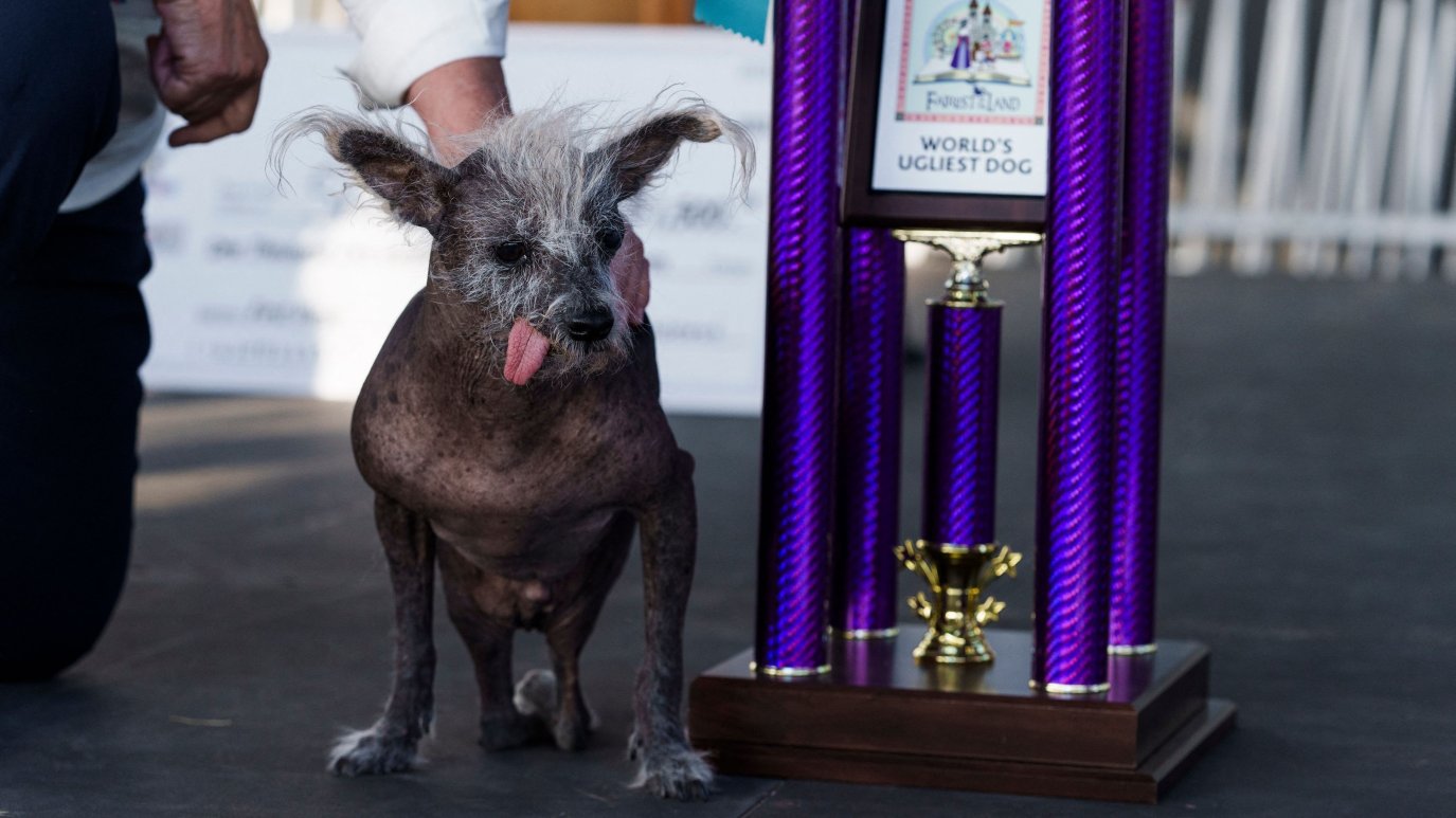 Ugly Dog Contest 2025