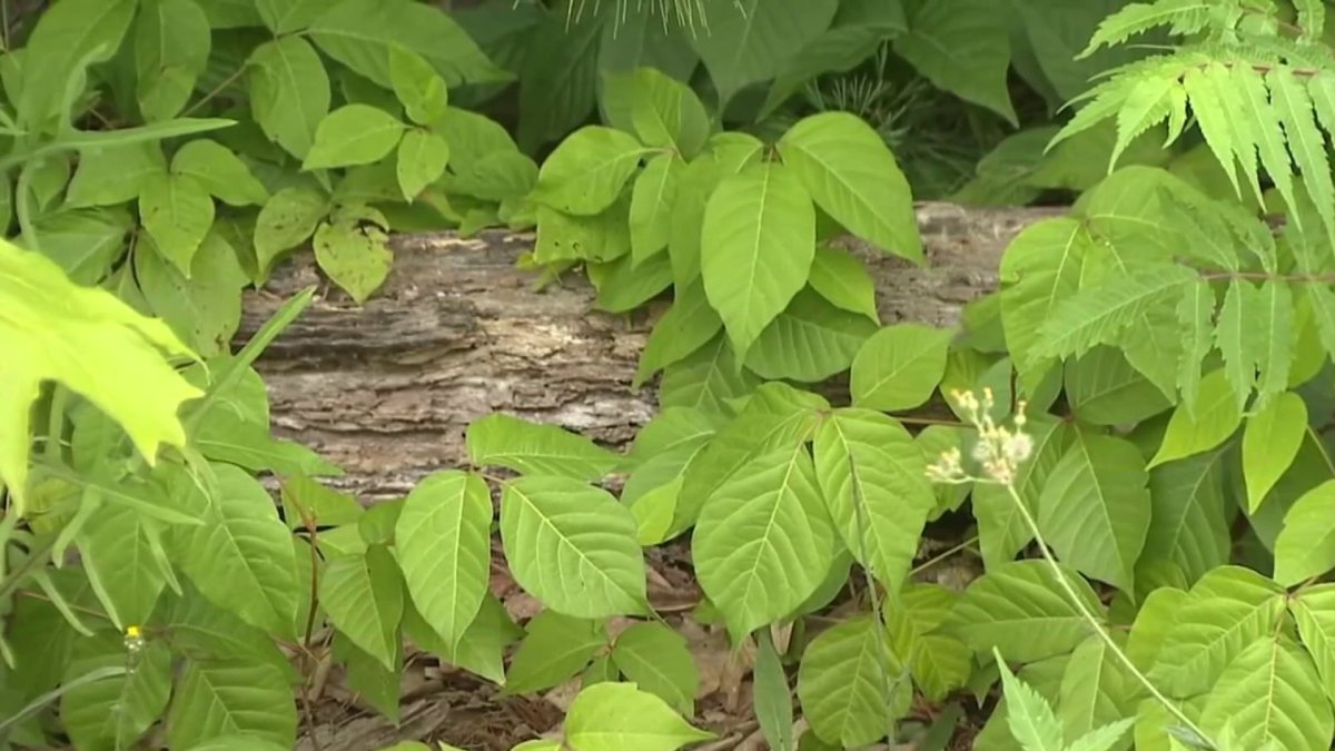 Climate Change Could Be Leading To More Poison Ivy In Connecticut Nbc