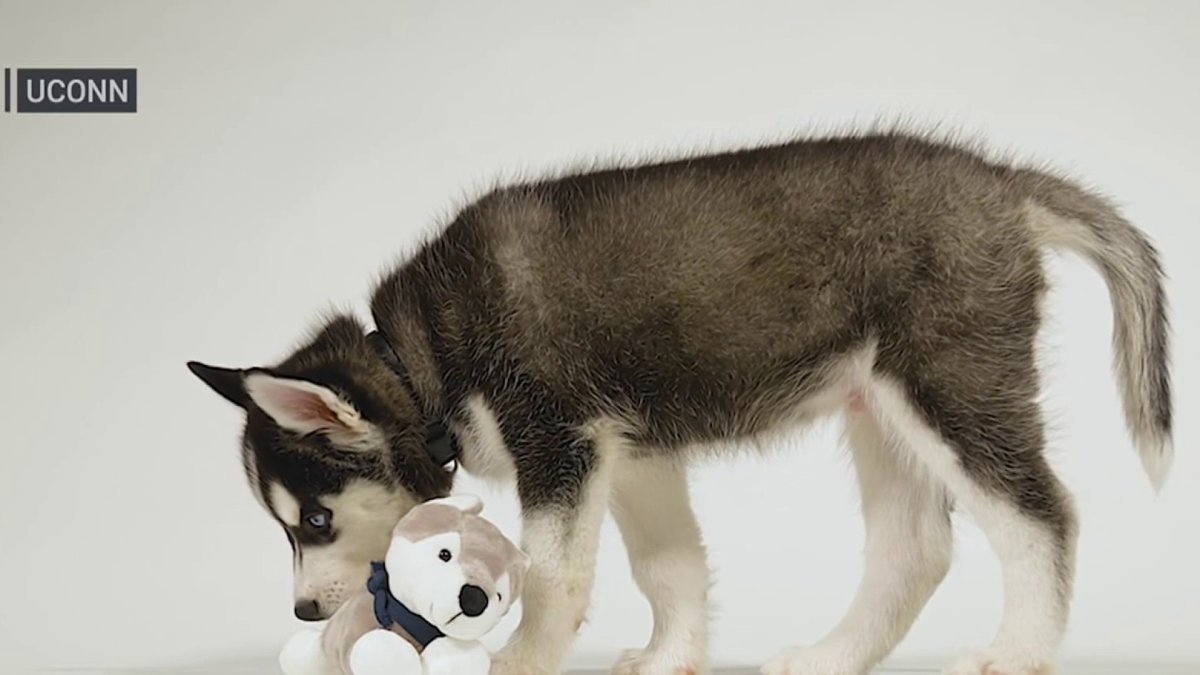 Uconn Introduces Mascot In Training Jonathan Xv Nbc Connecticut