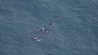 Orcas spotted near Nantucket