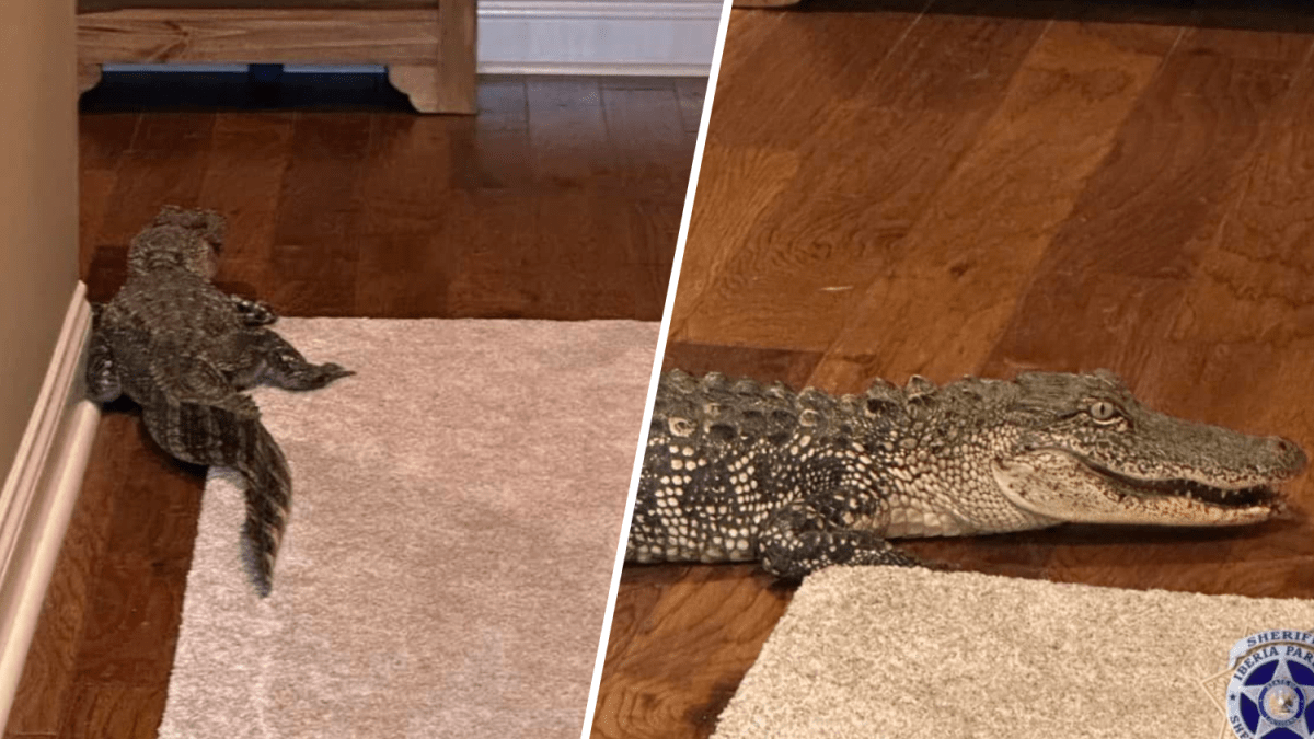 Alligator sneaks into Louisiana home through doggy door – NBC Connecticut - Vimarsana News