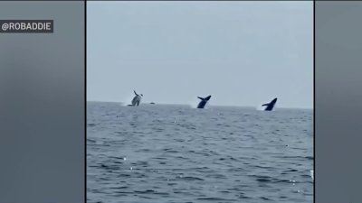 Synchronized swimmers: See an incredible triple whale breach