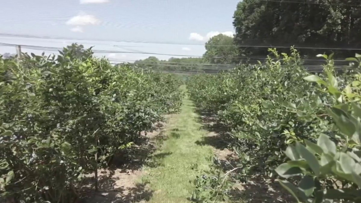 Glastonbury farm without peaches for sale after deep winter freeze NBC Connecticut