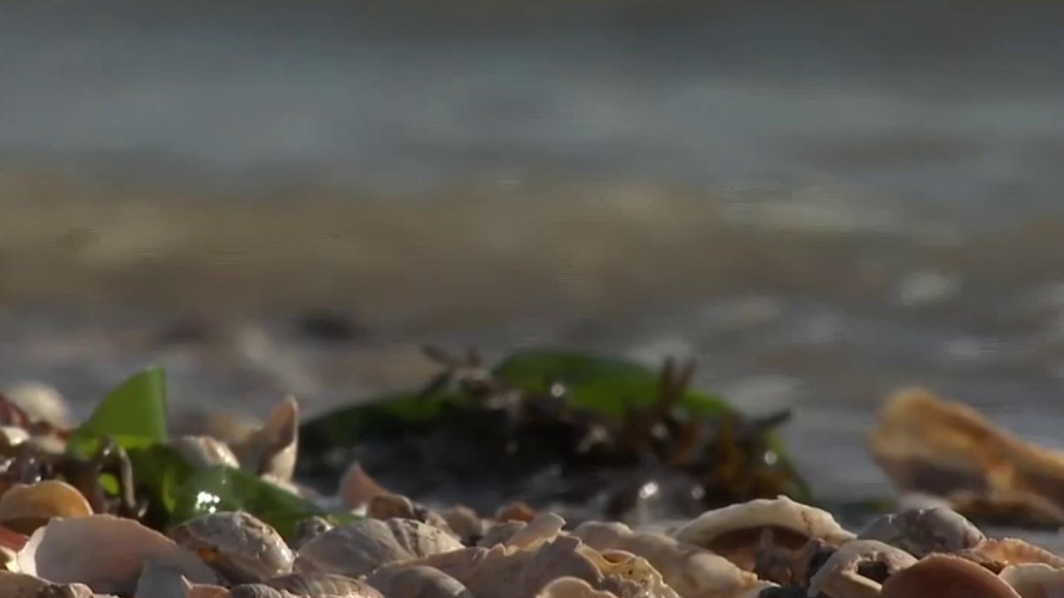Swimmer’s Itch reported at several Greenwich beaches NBC Connecticut