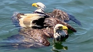 In this image provided by the Cass County, Minn., Sheriff’s Office, two eagles are free after deputies in Cass County, Minnesota, found them entangled in a lake on Monday, July 3, 2023.