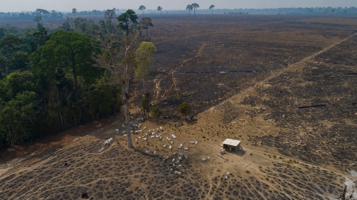 Desmatamento da Amazônia brasileira caiu 34% no primeiro semestre de 2023: relatório – NBC Connecticut