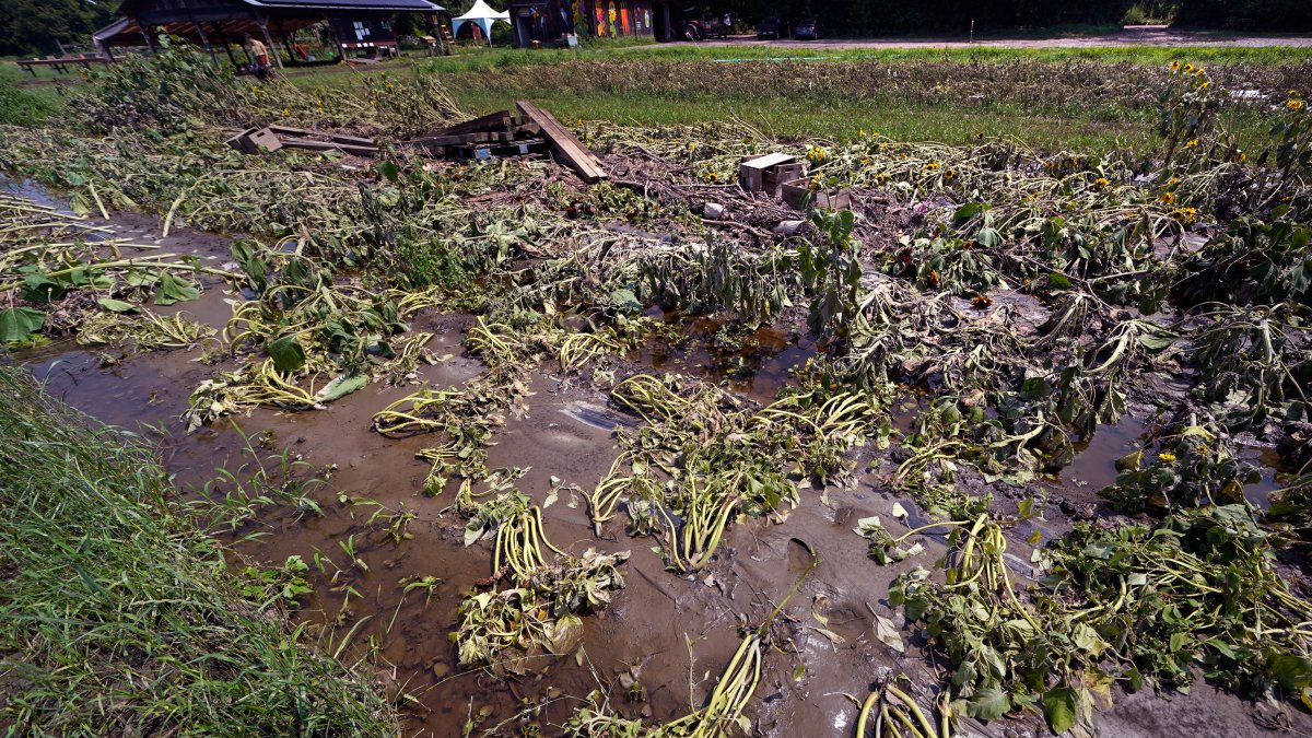 Months of labor and crops swept away in Northeast floods – NBC Connecticut - Vimarsana News