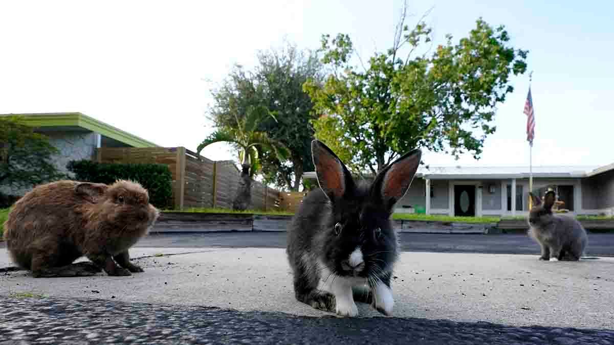 Invasion of domestic rabbits has a Florida suburb hopping into a hunt for new owners – NBC Connecticut - Vimarsana News