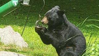 bear and bird feeder
