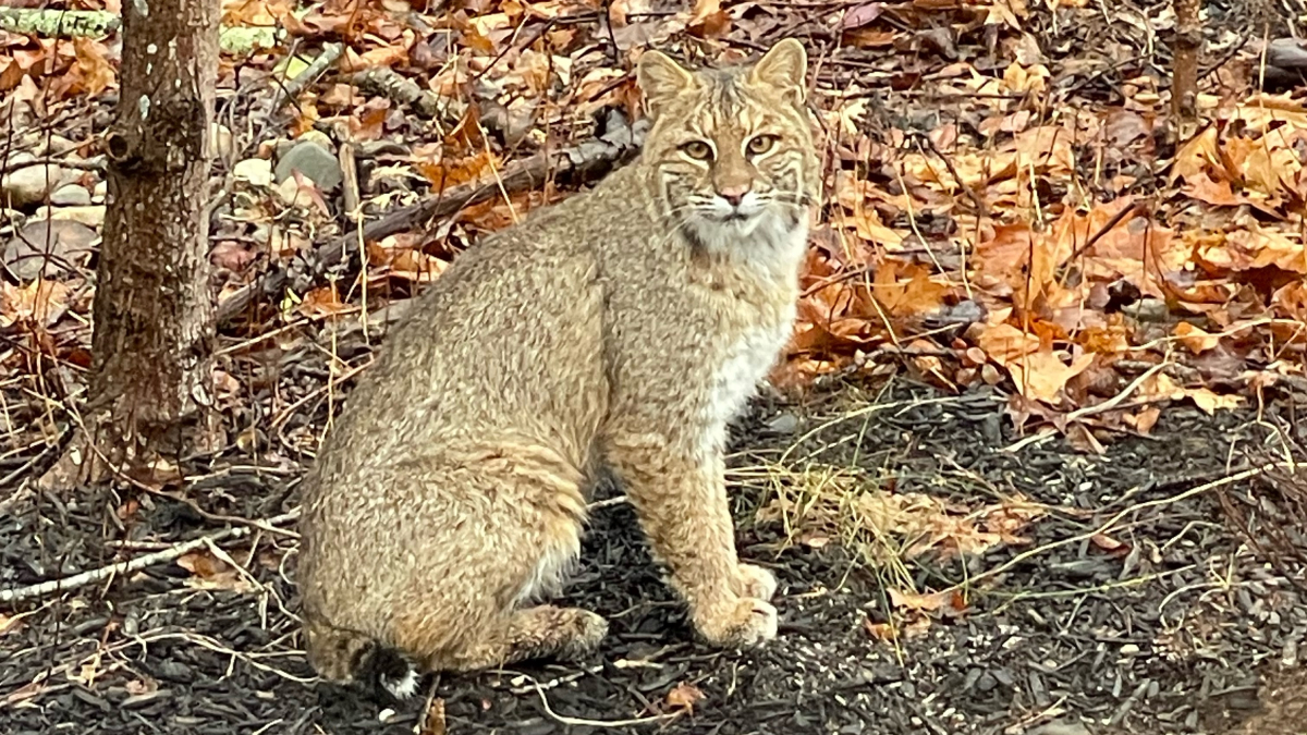 bobcat vs coyote