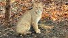 Bobcat sightings on the rise in New Canaan