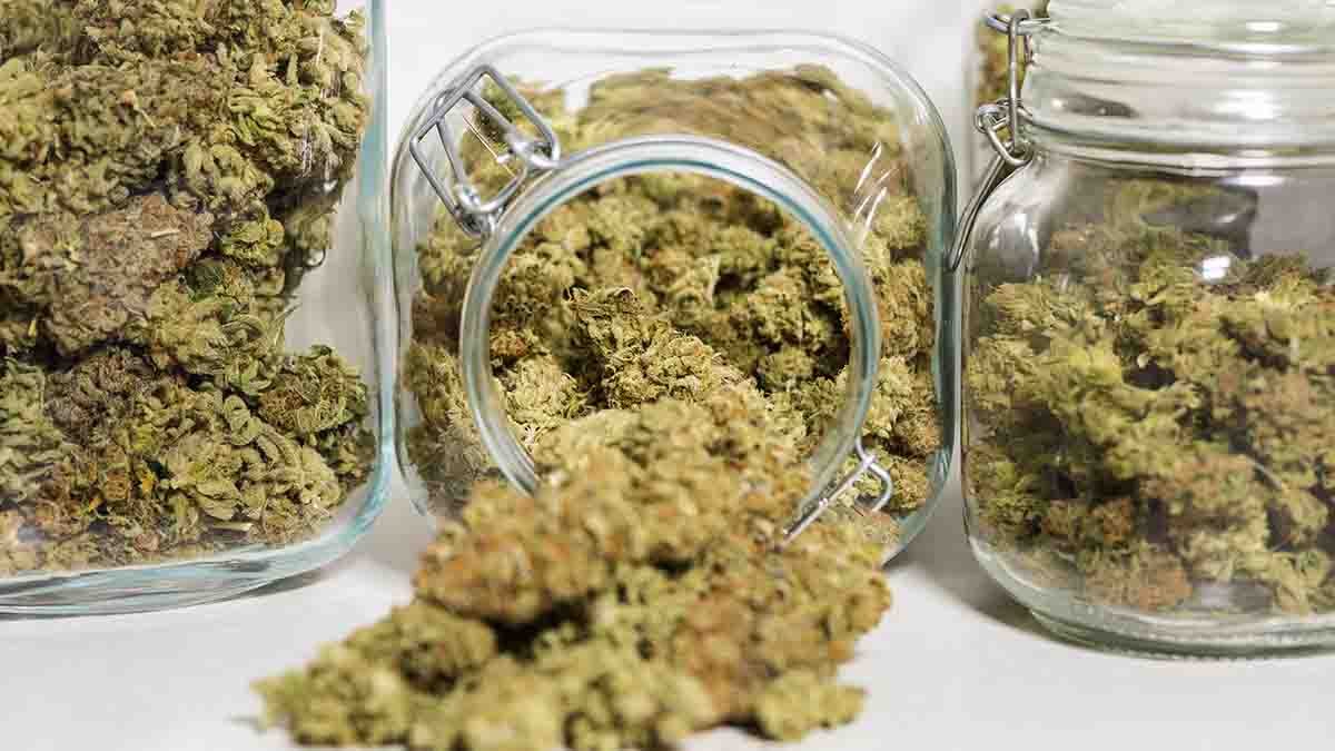 ER visits for children sickened from marijuana surged during the pandemic - Vimarsana News
