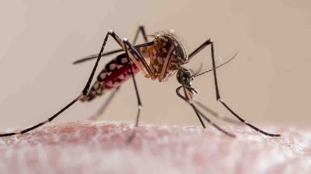 Mosquito sample in Wethersfield tests positive for JC Virus - Vimarsana News