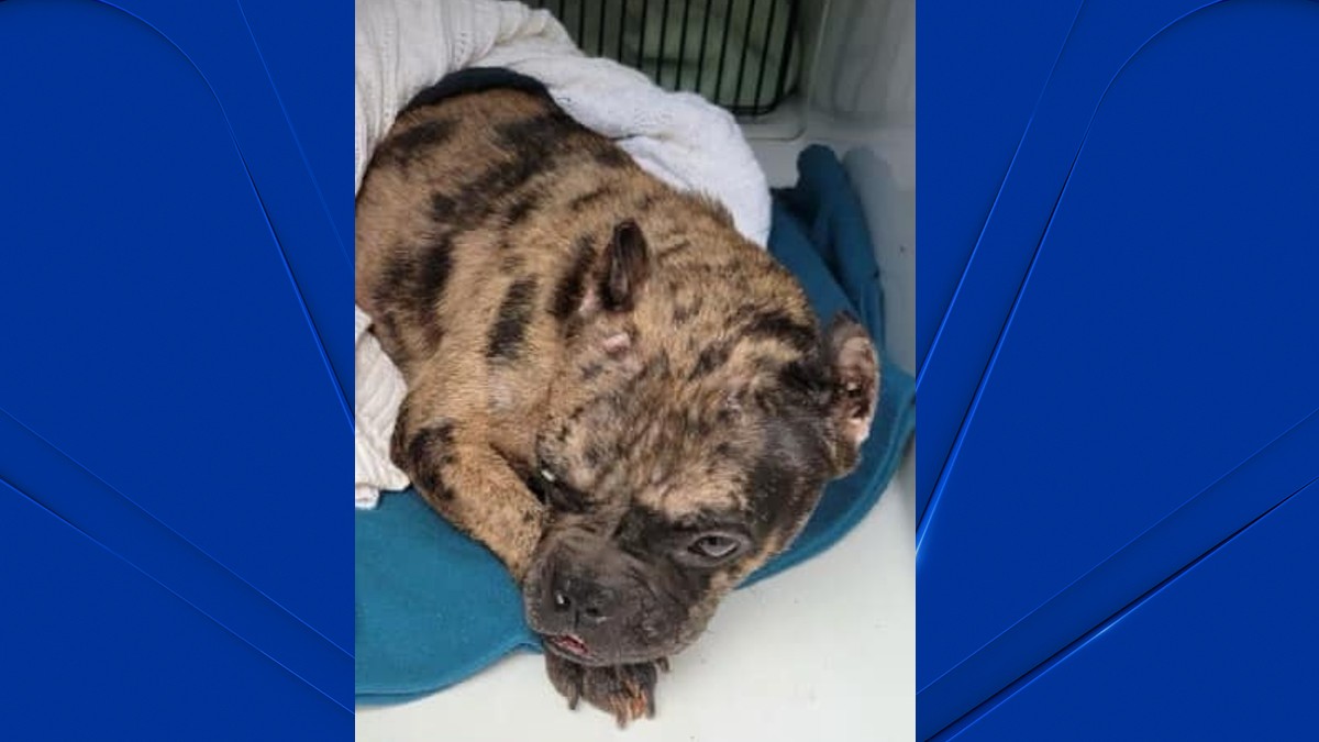Dog jumped from vehicle on Route 8 in Connecticut, caused crashes NBC