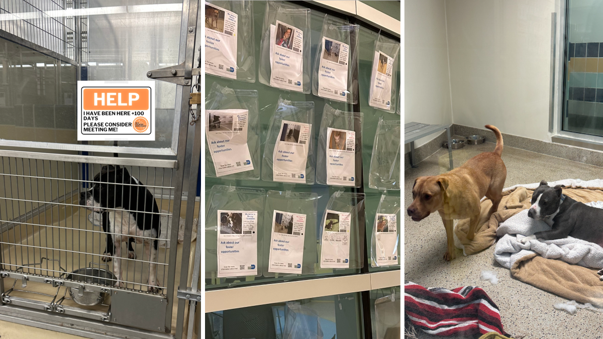 Lost dogs have fueled overpopulation in U.S animal shelters – NBC Connecticut - Vimarsana News