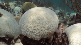 Bleached grooved brain coral, center and left, and bleached boulder brain coral on the right. Photo taken on August 1.