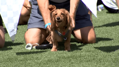 Pups race to the finish line in Chicago Dachshund Derby