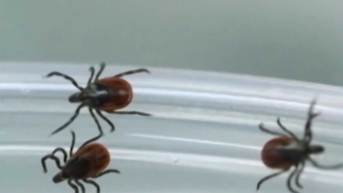 Four CT residents test positive for Powassan virus NBC Connecticut