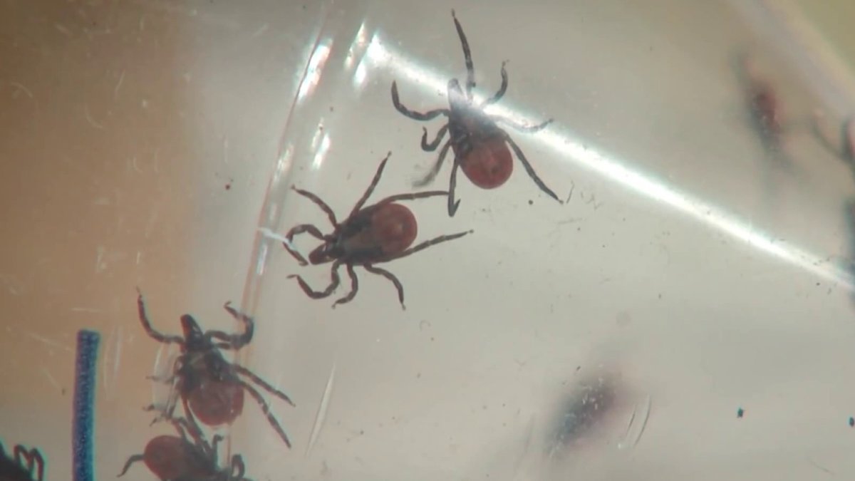 Four Connecticut residents test positive for Powassan virus NBC