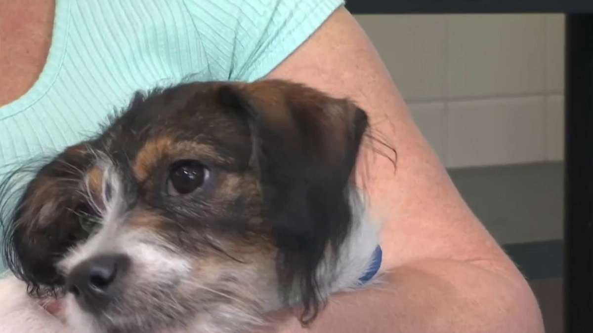 Clear the Shelters Uber the puppy needs a home NBC Connecticut