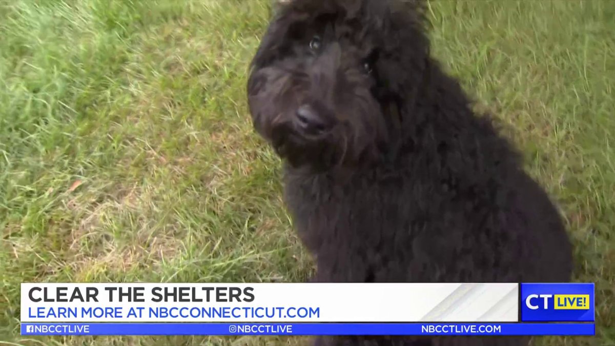 CT LIVE! Clear the Shelters 2023 NBC Connecticut