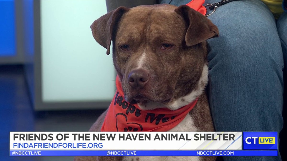 CT LIVE! Clear the Shelters Pet of the Week Melo NBC Connecticut