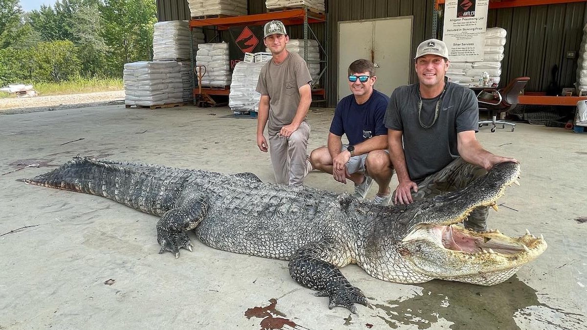 Record-breaking alligator captured in Mississippi Sunflower River – NBC Connecticut - Vimarsana News
