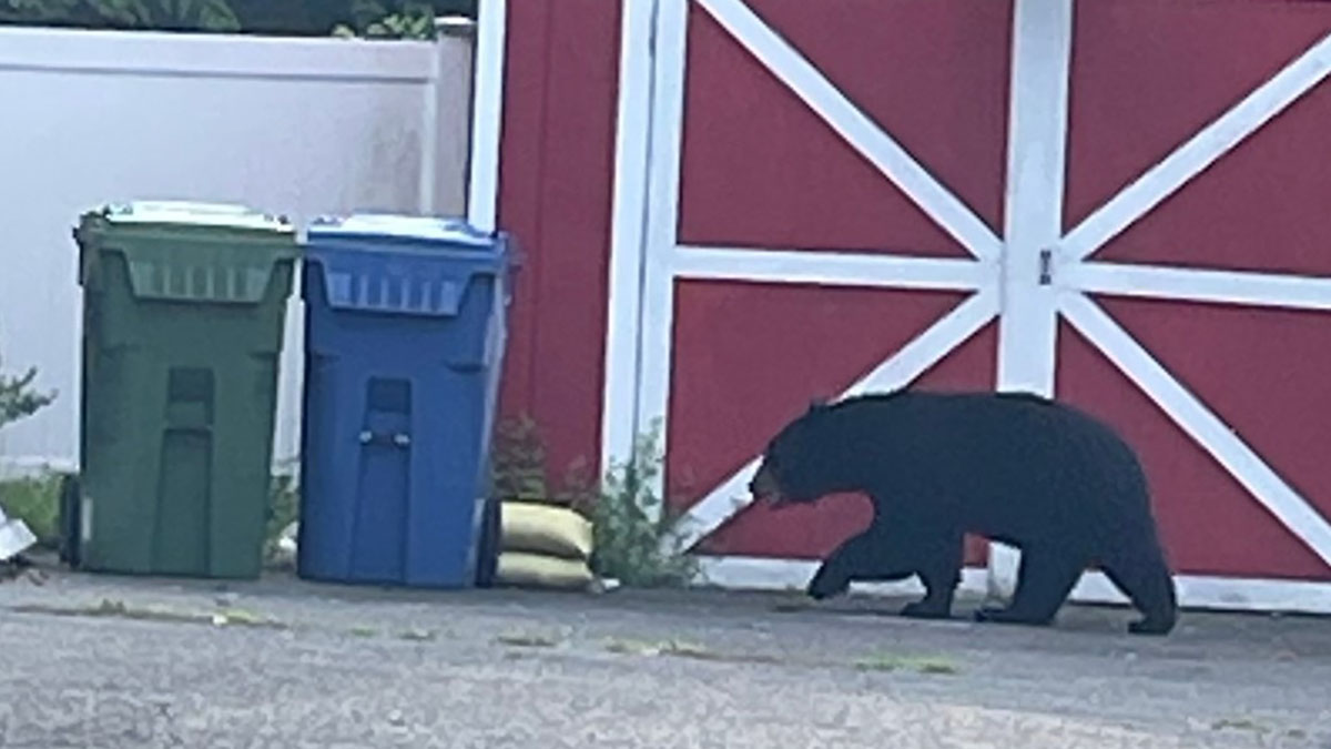 CT bear encounters on the rise: What to do if you see a bear