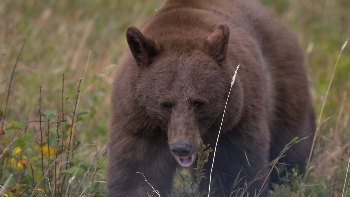 Black bear breaks into Montana home, gets shot and killed by handgun – NBC Connecticut - Vimarsana News
