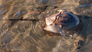 A Large New England Horshoecrab In Shallow Water At The Beach During Low Tide