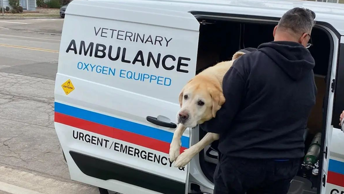 veterinary-ambulance-of-southern-california-transports-pets-in