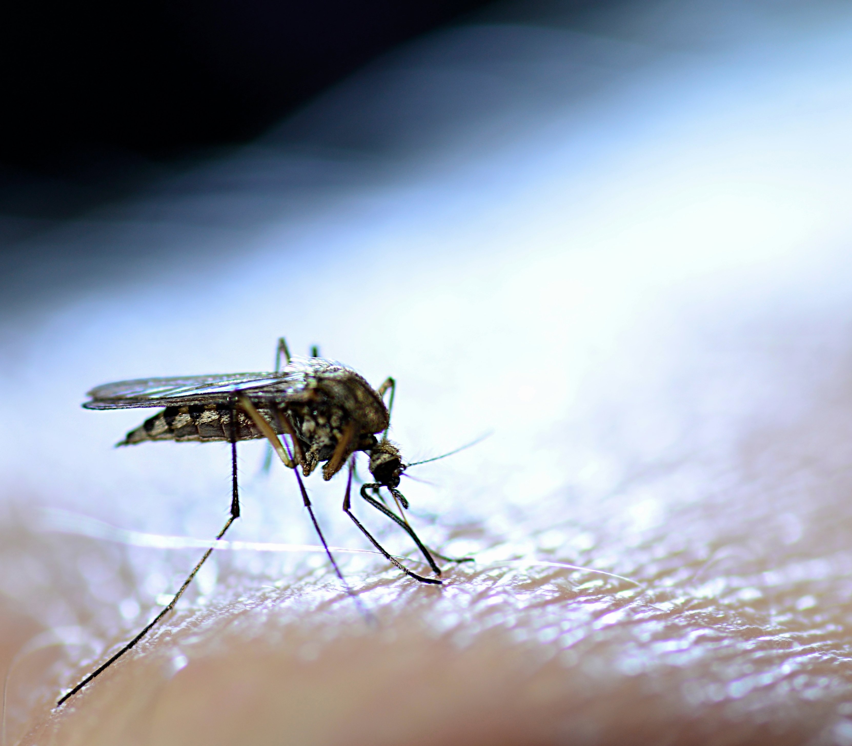 West Nile Virus confirmed on Till Street in West Haven