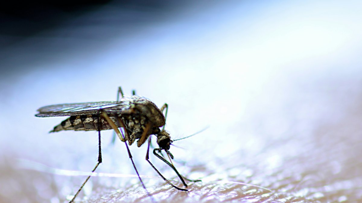 West Nile Virus confirmed on Till Street in West Haven