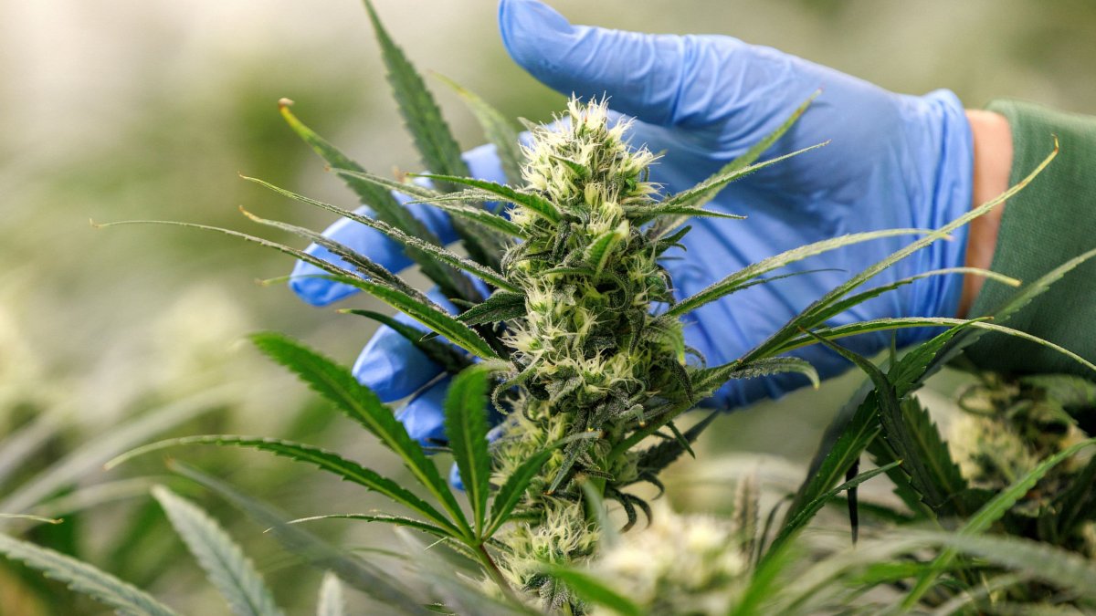 Cannabis ETFs boom as HHS recommendation to ease restrictions raises hopes for federal reform - Vimarsana News